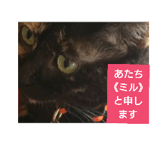 miru chan-cat.
