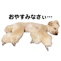 Yuri Standard Poodle
