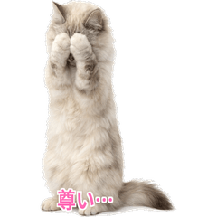 White Cat Fandom Life