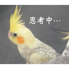 黃小麥