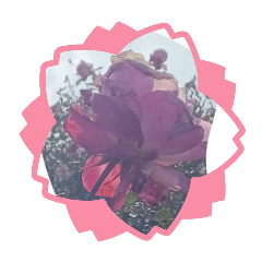 Ayumitakeda_20260414235758