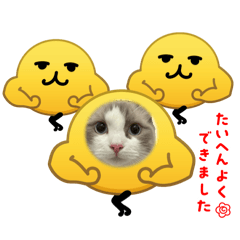 pekkle_20260415003806