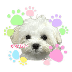 mume_20260415005317