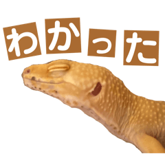 NYASU_20260414223422