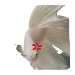 chiyokoreto_20260414203106