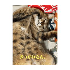 somys_20260414204932