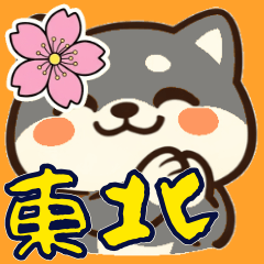 Shiba Inu Ko-chan, Tohoku-ben ,Spring