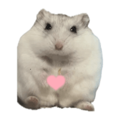 芝麻的專屬貼圖