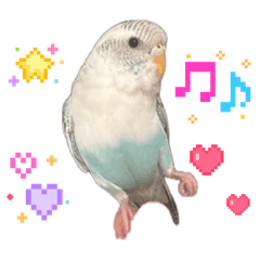 Budgerigar Sui