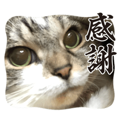 gotsu_20260415075508