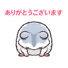 Polite & Adorable Hamster