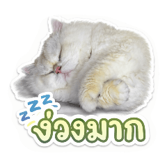 Truffle&Kaitung_20260414170550