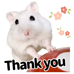 Pocha Hamster Daily Stickers EN