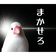 shiro_20260414144257