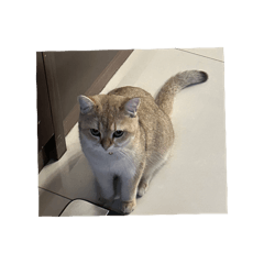 My name is golden Zong zi ! 不嘻嘻合集