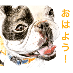 Dogs&Cats Greetings(Japanese)