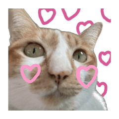 bee-bies daily moods