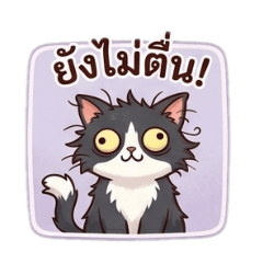 Lovely cat_20260414215625