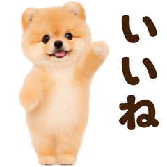 ダンシング♪ポメラニアン