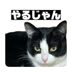 zucchini_20260414144806