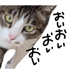 nyans_20260414174512