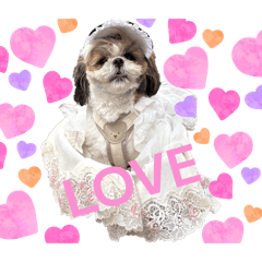 kirakira_wanko_20260414174909