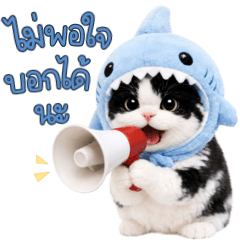 แมวอ้วน น่ารัก หมวกฉลาม 3_39