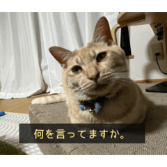 popo3_20260414230136