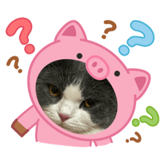 Babyrottungkii_20260415023918