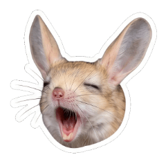 Long-eared Jerboa
