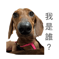 短毛臘腸狗狗:常見用語2