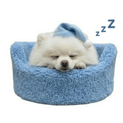 博美哈比只想偷懶