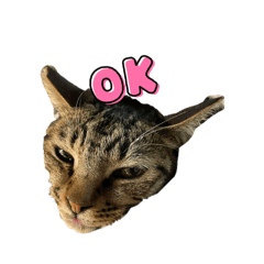 「躺在家裡睡｜廢廢貓」