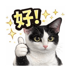 布果喵星人