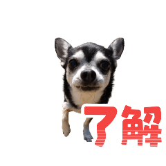 flower_20260411115811