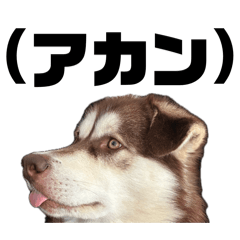 Rohan_20260411202819