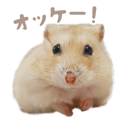 真實倉鼠：ちび特別版