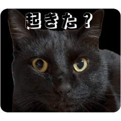 Gomamugi_20260415144148