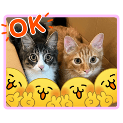 Super Useful Cat Stickers 3