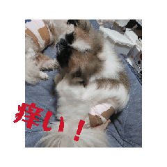 mikiti_20260415175651