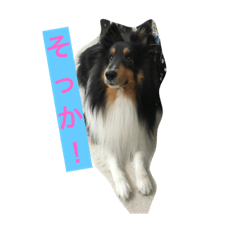 Shalty5