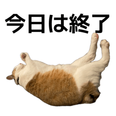 KAMESAMA_20260415172901