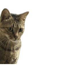 (T-T)_20260415173902