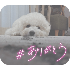 i'm belle_20260415211106