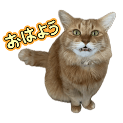 shiori fujiwara_20260415164056