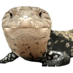 rr_y38_20260415212205