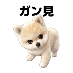 DOG STAMP ORDER_20260415185717