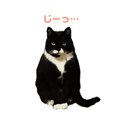 Cat HOUSE_20260415214720