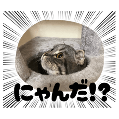 k_ynyn_20260415182842