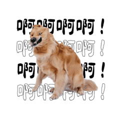 奇諾貝比抵加喲！